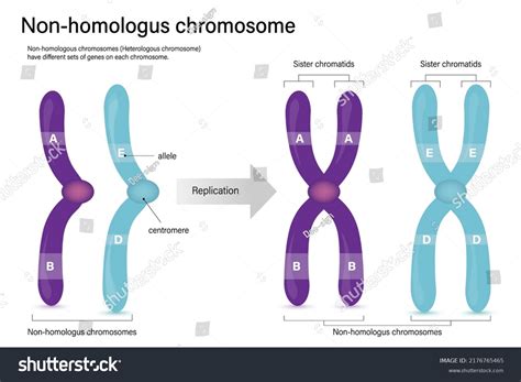 Homologous Chromosomes Diagram