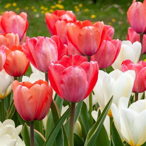 Tualipa™ Tulip Blend Wholesale Pricing Colorblends®