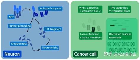 细胞一生完美落幕细胞凋亡 知乎