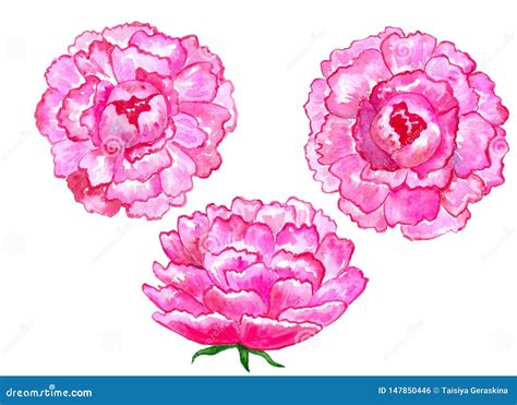 Bright Pink Peonies Set Of Elements Hand Drawn Watercolor