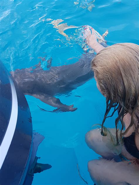 One Of The Most Well Sought Places To Swim With Nurse Sharks Maldives