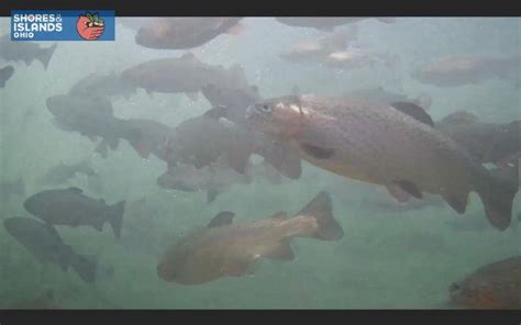 Underwater Fish Camera Debuts Sandusky Register Watch Trout Being