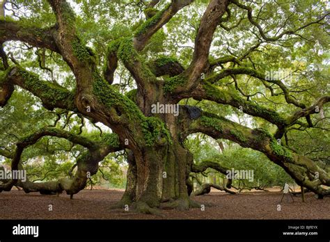 The Angel Oak Quercus Virginiana Largest Southern Live Oak In World