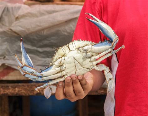 Crab In Hand Stock Image Image Of Nature Claw Ocean 35831921