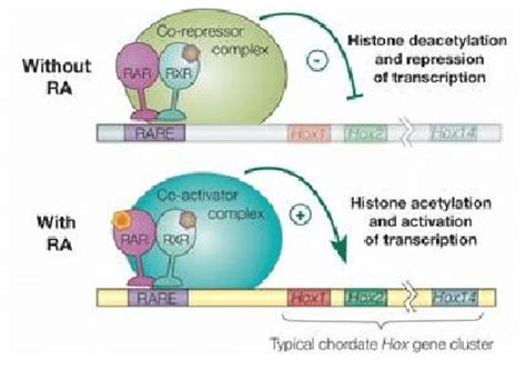 4 Modulation Of Ra Induced Gene Activity By The Rar The Rarrxr