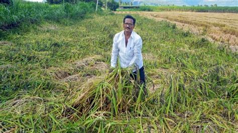 Crop Losses Due To Unseasonal Rain May Keep Food Prices Elevated