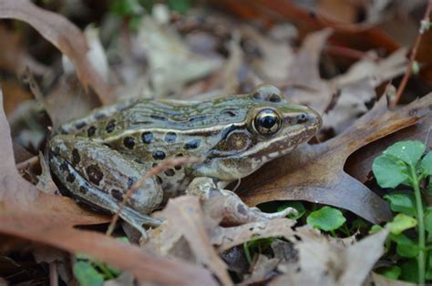 Rana Kauffeldi New Leopard Frog Species Found Living In New York City