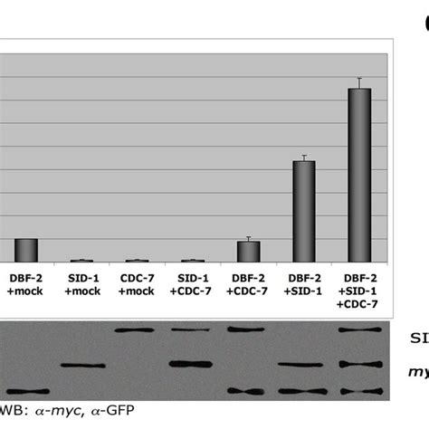 PDF Phospho Regulation Of The Neurospora Crassa Septation Initiation