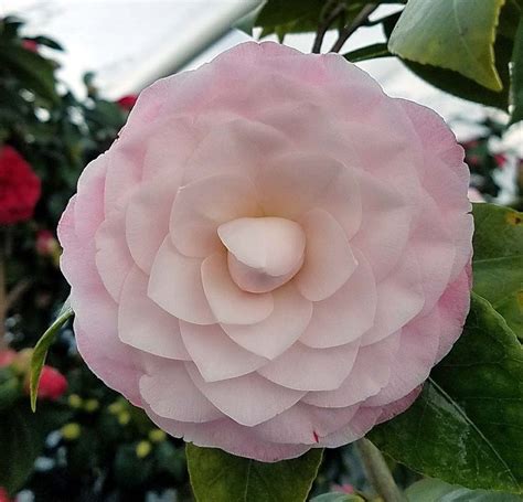 Camellia Japonica Nuccio S PEARL Urban Tree Farm Nursery