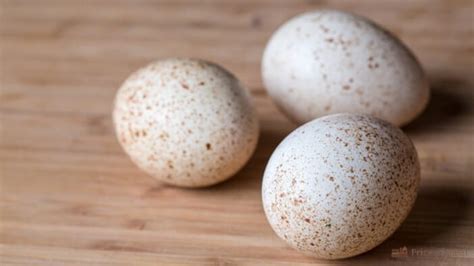 5 Benefits of Turkey Eggs for a Healthier Diet