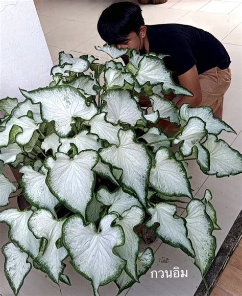 Pin By Hershey Chuck On Caladiums G Bi Plant Singonium Exotic