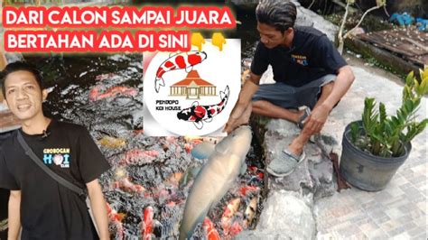 RIVIEW IKAN KOI SQ DI PENDOPO KOI HOUSE Harga Ikan Koi Riview