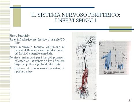 Il Sistema Nervoso Periferico I Nervi Spinali I