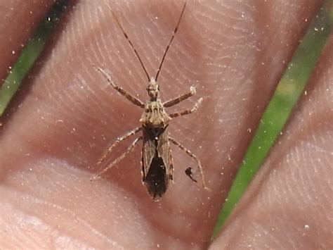 género Atrachelus NaturaLista Colombia