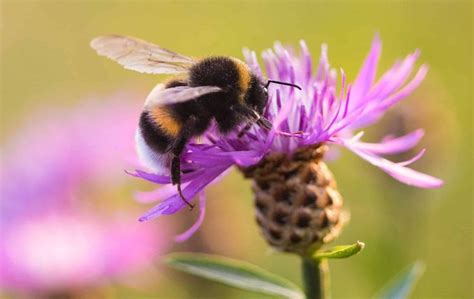 Dat Het Niet Goed Gaat Met De Insecten In Nederland Is Al Veel Langer