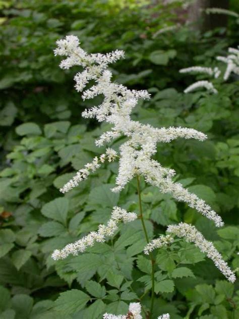 Astilbe Professor Van Der Wielen