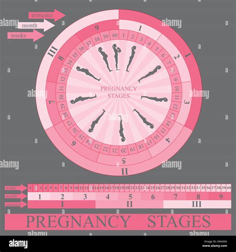 Etapas Del Embarazo Vector Imagen Vector De Stock Alamy