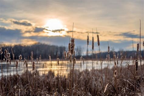 Premium Photo Close Up Of Cattails Along Lake In Forest Preserves At