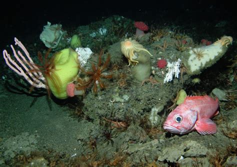 California Seamounts Usa Marine Conservation Institute