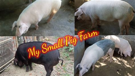 My Small Pig Farm Pig Farm In Assam YouTube