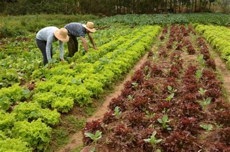 Demanda Crescente Estimula A Produ O Org Nica No Brasil Revista Rural