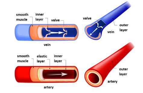 Arteries Veins And Capillaries What Are They Structure And Function