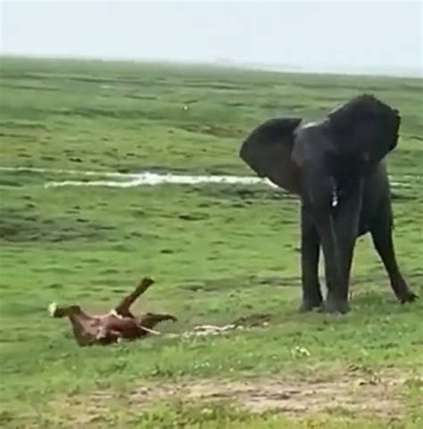 Magnificent moment elephant gives birth stuns the internet