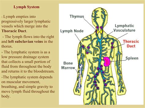 Lymphatic System And Circulatory System