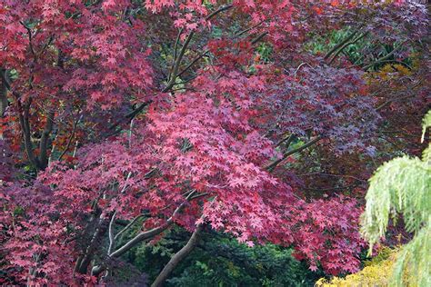 How To Grow Bloodgood Japanese Maples Gardeners Path