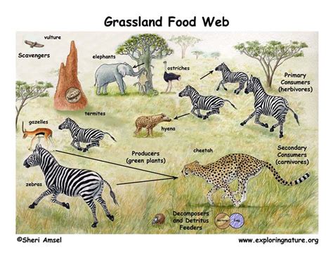 African Grassland Food Web Puppet Show (Pre-K- Grade 2)