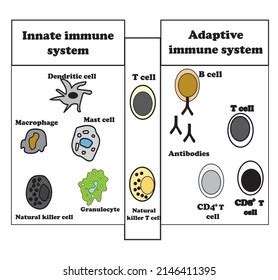 Innate Adaptive Immune System Diagram Immunity Stock Vector (Royalty ...