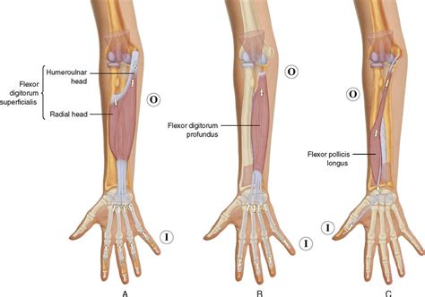 7 Muscles Of The Forearm And Hand Musculoskeletal Key