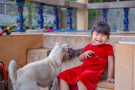 Crian A Medo De Cachorro E Outros Pets Como Lidar Revista