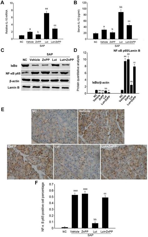 Luteolin Lut Improves The Anti Inflammatory Activity By Suppressing Download High Quality