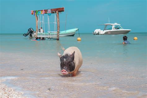 La Jornada Maya Yucat N Rodrigo Medina Pig Beach En Puerto