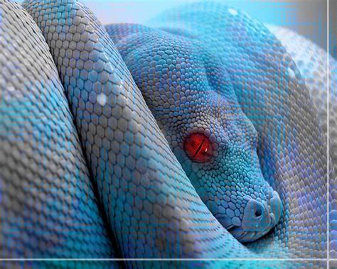 Scary Snake Wallpapers Top Free Scary Snake Backgrounds Wallpaperaccess