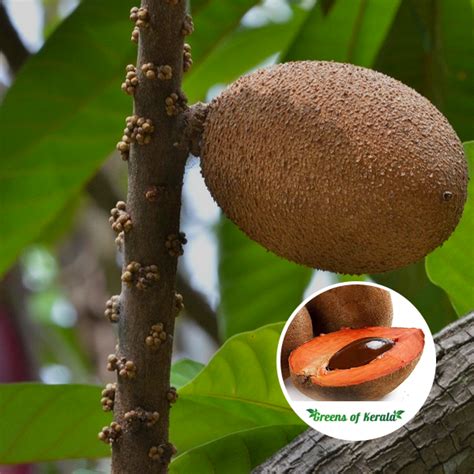 Mamey Grafted Trees 3gal Arboles De Sapote Mamey Injertados, 52% OFF