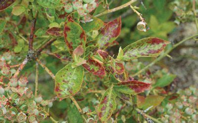 Blueberry Shock Virus North Central Integrated Pest Management Center