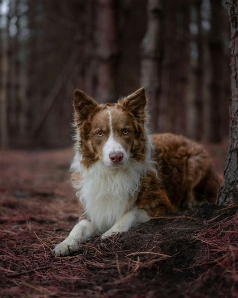 The Red And White Border Collie - Complete Breed Guide