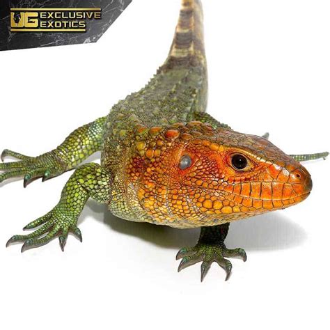 Baby Caiman Lizards For Sale - Underground Reptiles