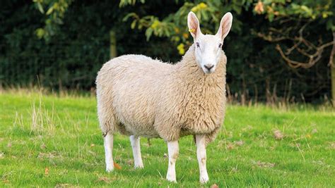 succeed commercially  rare  native sheep breeds farmers