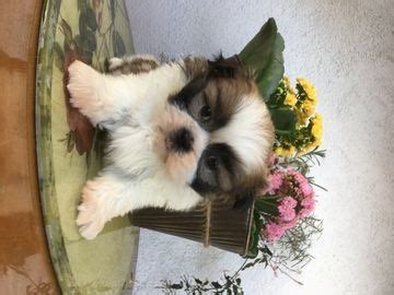 Shih Tzu Puppy For Sale In LOS ANGELES CA ADN 70194 On PuppyFinder