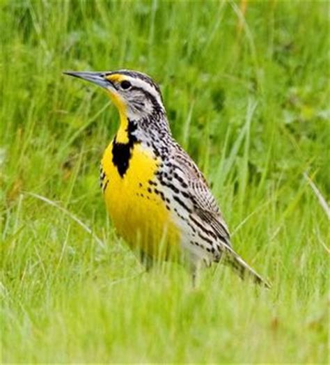 Montana State Bird Western Meadowlark Pictures | State Birds