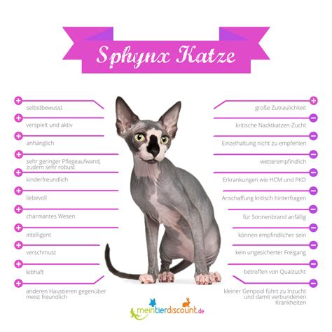 Sphynx Katze