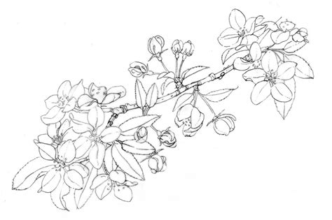 Apple Blossom Drawing at PaintingValley.com | Explore collection of ...