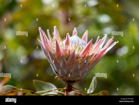 King Protea Or Protea Cynaroides The National Flower Of South Africa