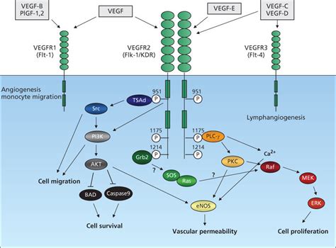 Tumor Angiogenesis Oncohema Key