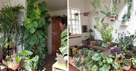 Jungla urbana 5 plantas para iniciar una pequeña selva dentro de casa