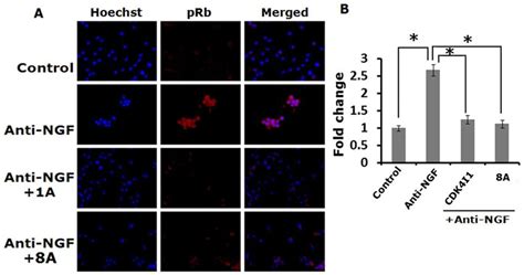 Cdk Inhibitors Block Phosphorylation Of Rb Protein In Response To Ngf