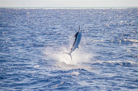 Atlantic Blue Marlin Facts Habitat Diet Conservation And More